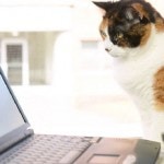 Cat staring laptop computer screen